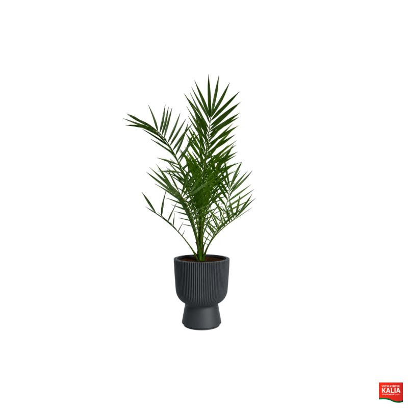 KANARSKA DATLJEVA PALMA (Phoenix canariensis), P14H65 