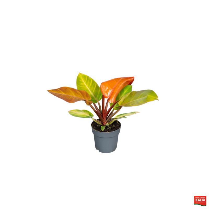 FILODENDRON (Philodendron Prince or Orange), P14H35 