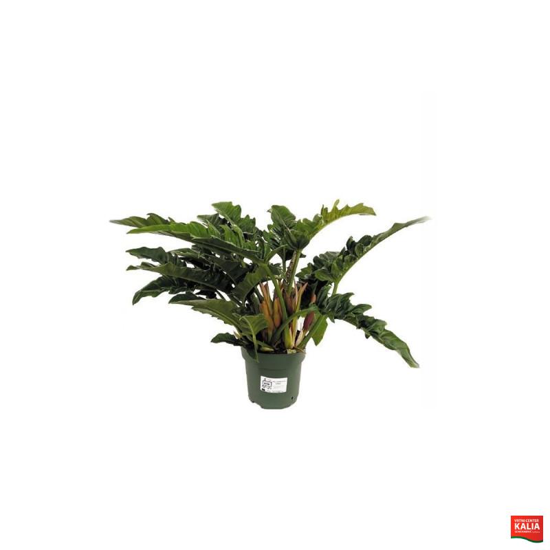 FILODENDRON (Philodendron Narrow Escape Feel Green decorum), P14H40 