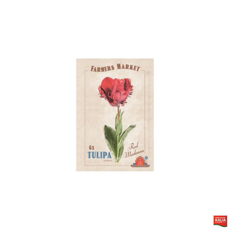 Farmers Market Tulipa parrot Red Madonna 6/1 