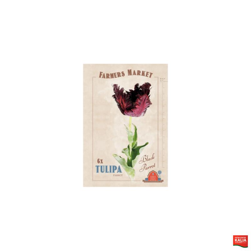 Farmers Market Tulipa parrot Black Parrot 6/1 
