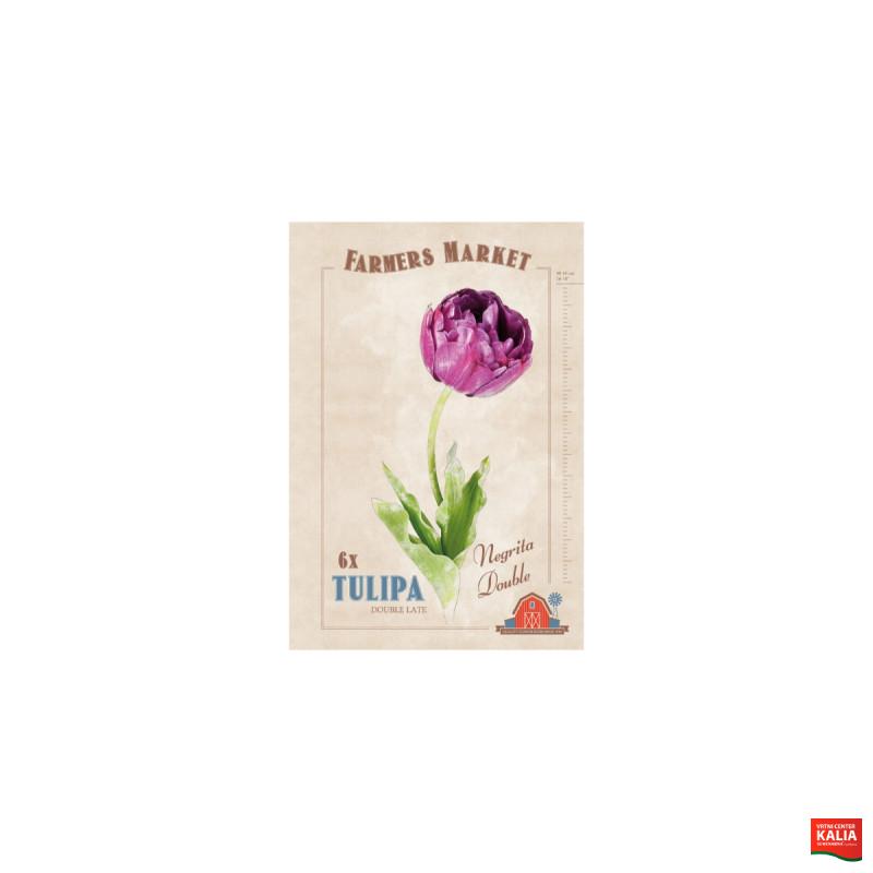 Farmers Market Tulipa double late Negrita Double 6/1 