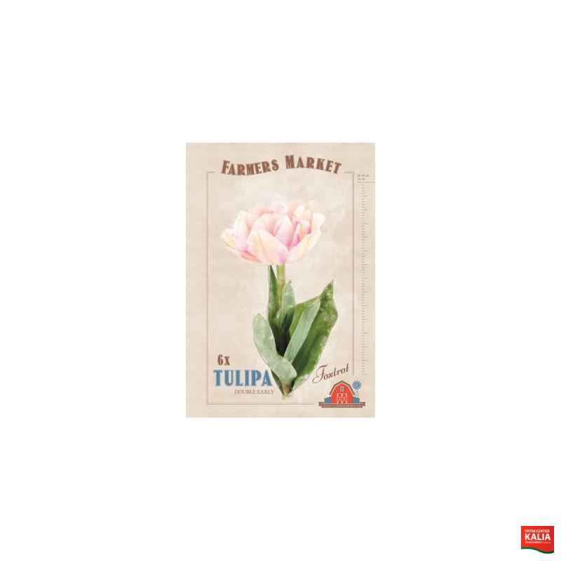 Farmers Market Tulipa double early Foxtrot 6/1 