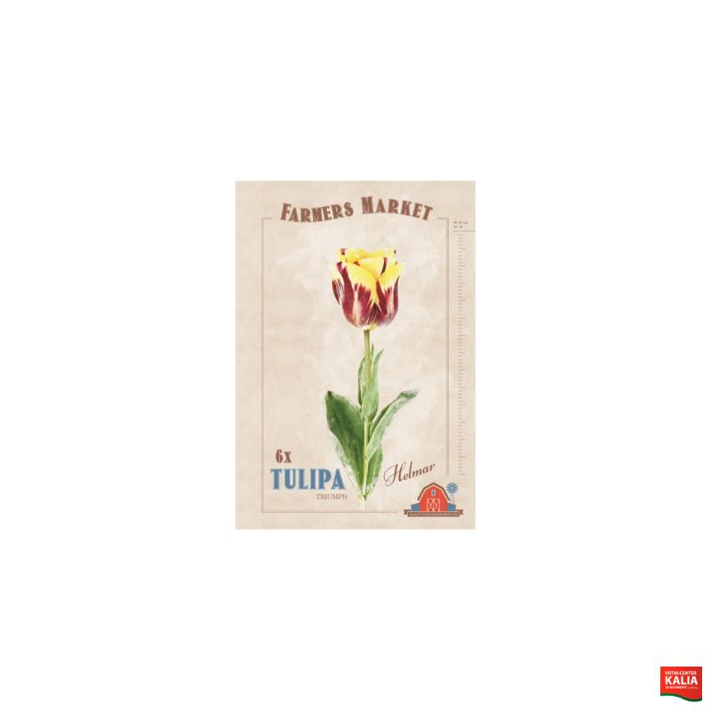 Farmers Market Tulipa triumph Helmar 6/1 