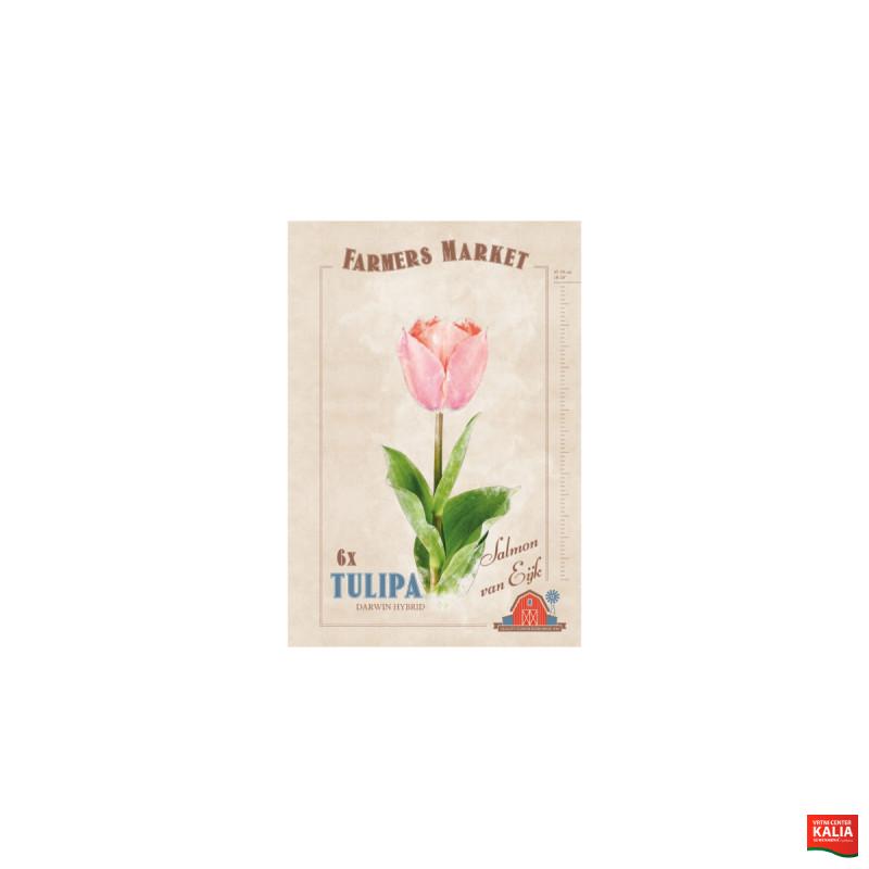 Farmers Market Tulipa darwin hybrid Salmon van Eijk 6/1 
