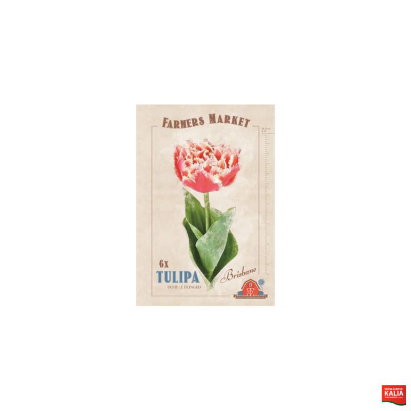 Farmers Market Tulipa crispa Brisbane 6/1 