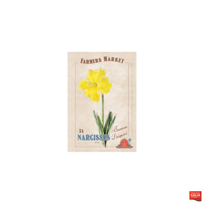 Farmers Market Narcissus split corona Banana Daiquiri 5/1 