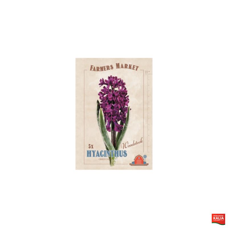 Farmers Market Hyacinthus orientalis Woodstock 5/1 