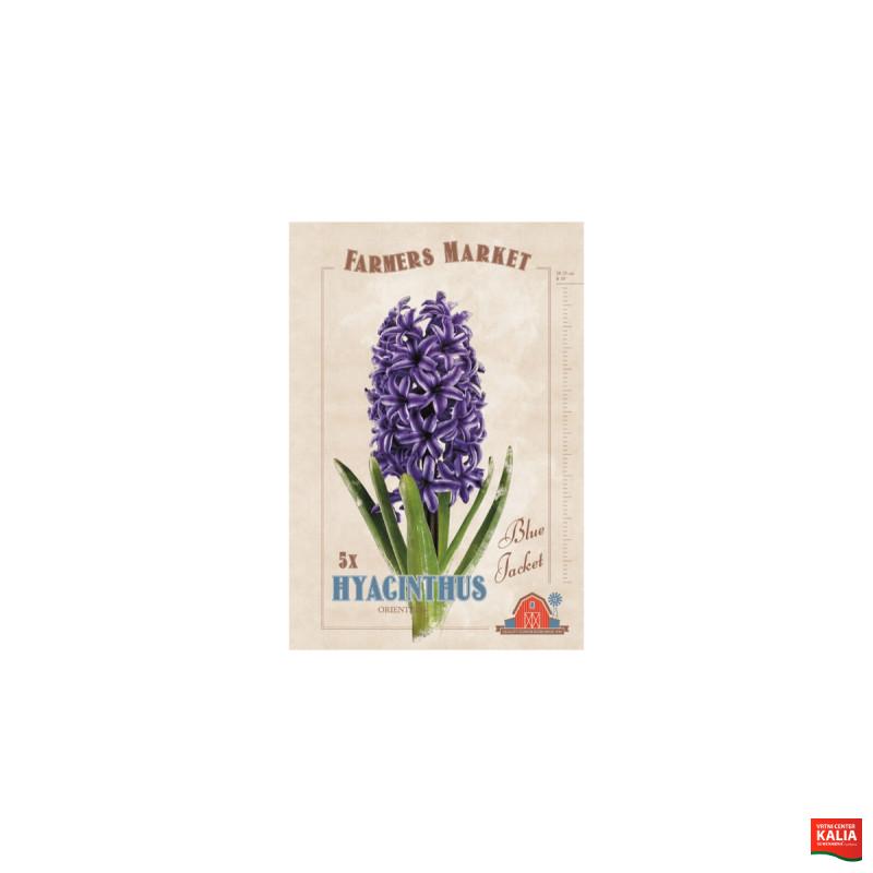 Farmers Market Hyacinthus orientalis Blue Jacket 5/1 