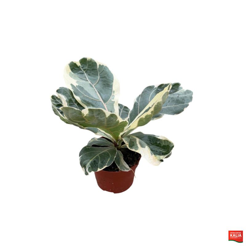 FIKUS, LIRASTOLISTI (Ficus lyrata variegata), P12H20 